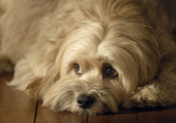 A scene from 'Benji: Off the Leash!'